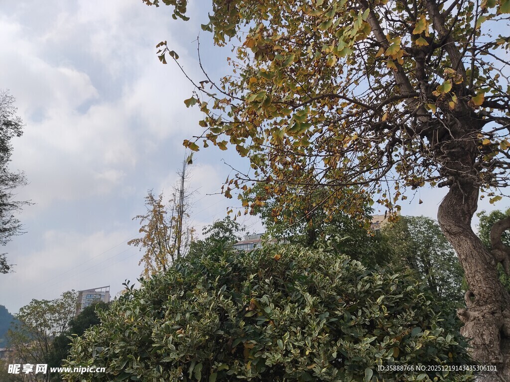 户外树木绿植景致