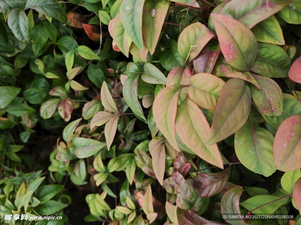 多彩叶片植物特写