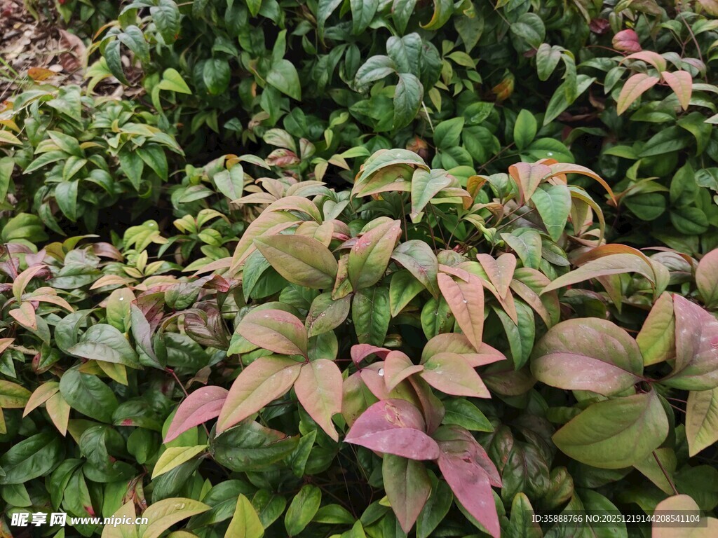 多彩叶片植物景观