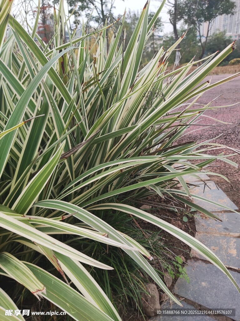 路边的翠绿植物