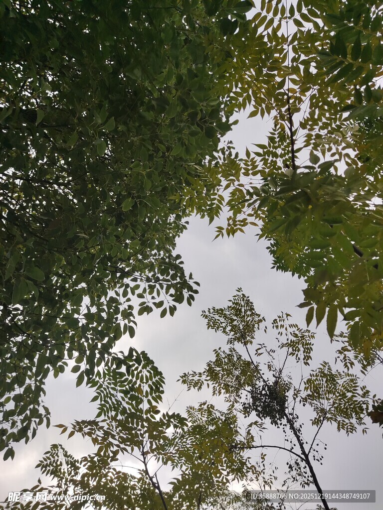 仰视茂密树林树冠