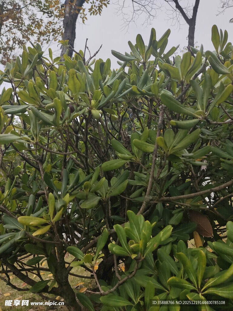 绿叶繁茂的灌木丛