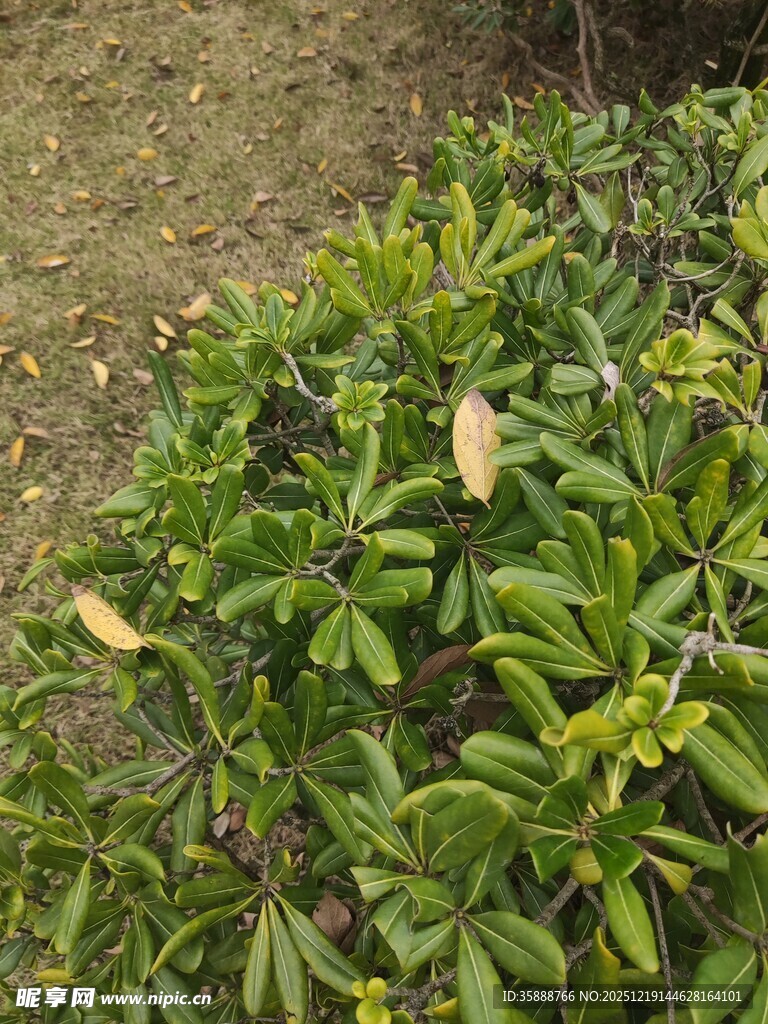 绿叶植物特写
