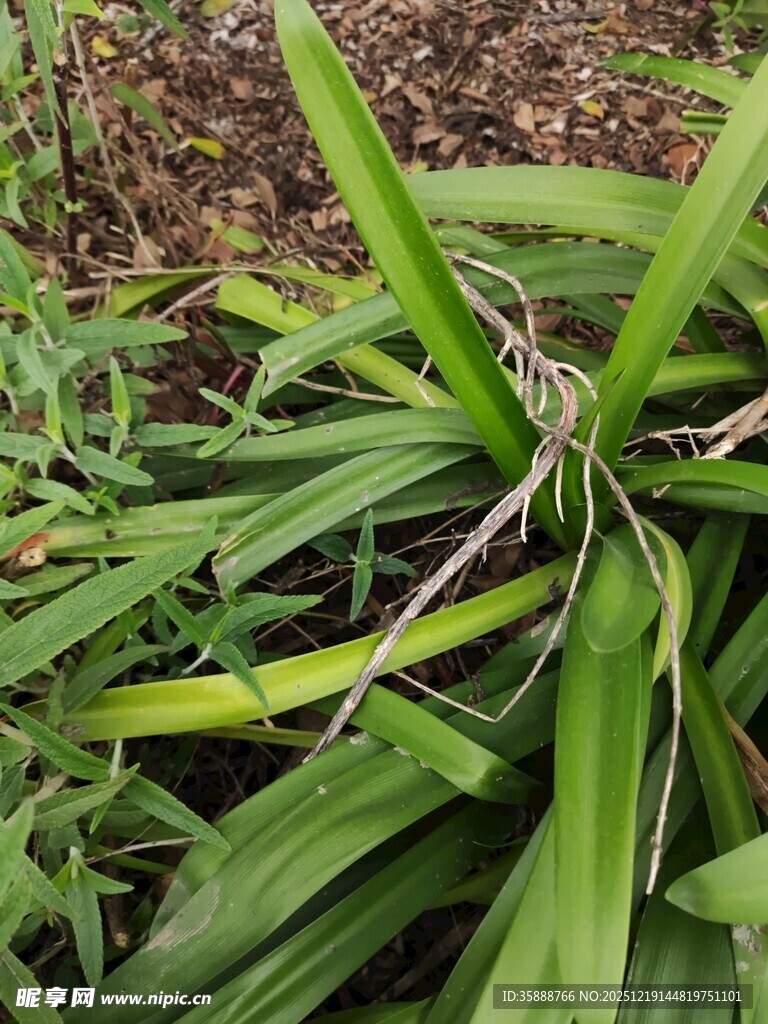 翠绿繁茂的植物叶片