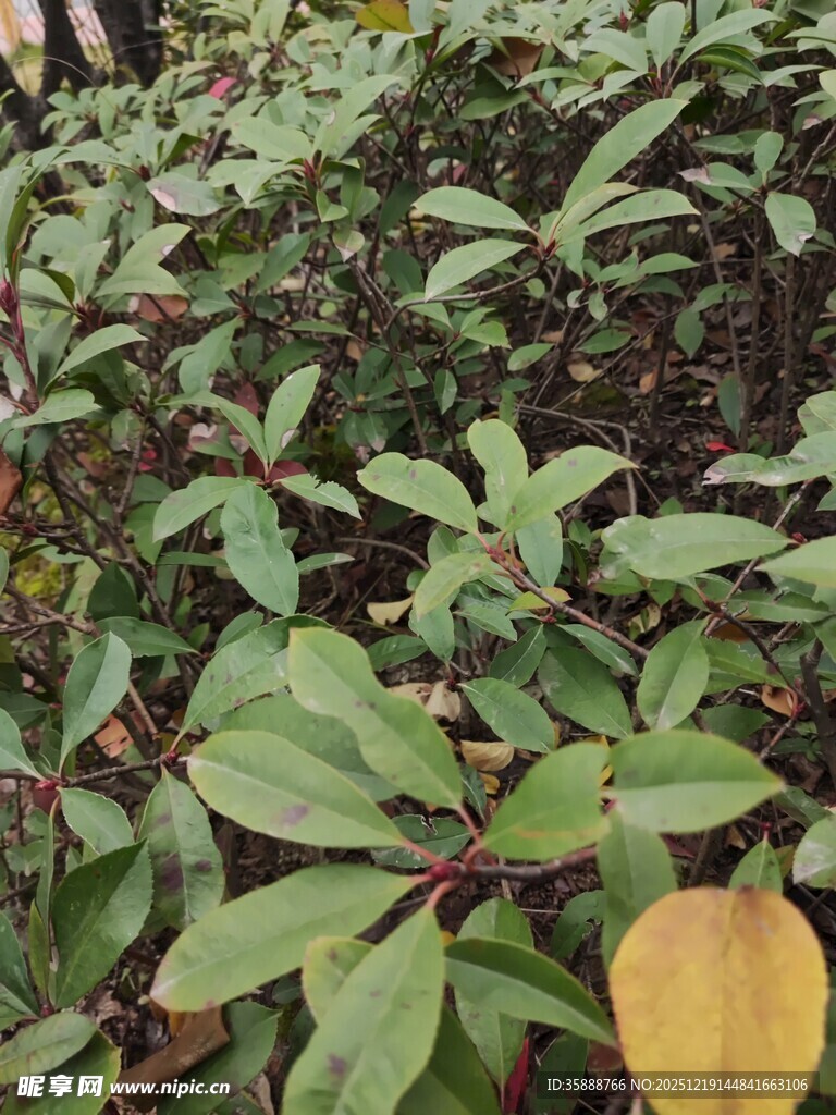 绿叶间的一抹金黄