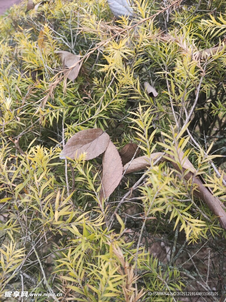 枯黄枝叶间的绿色植物