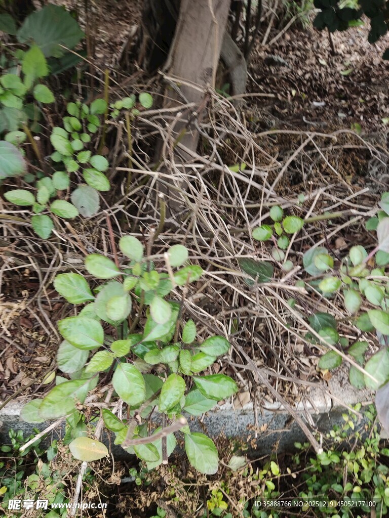 地面绿植与树根景象