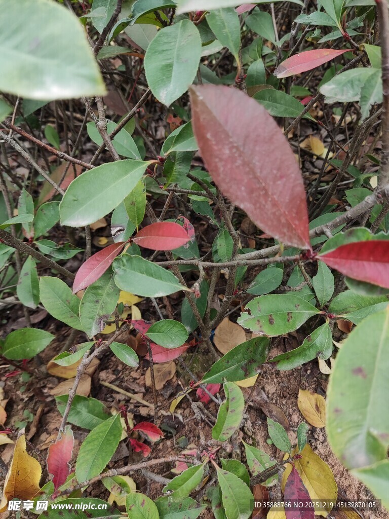多彩叶片植物景观