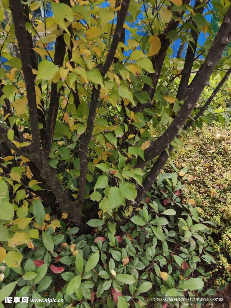 秋日灌木下的多彩植物景观