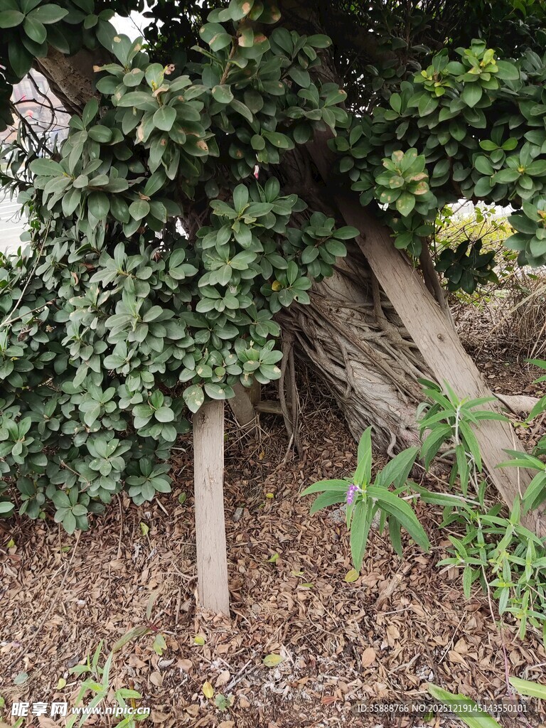 藤蔓缠绕的木质围栏景观