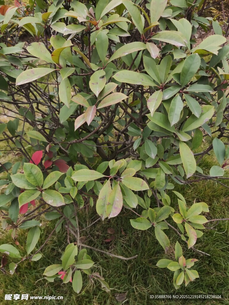 绿叶间的多彩植物