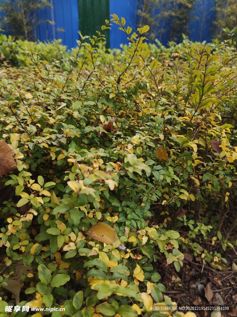 绿叶繁茂的植物景观