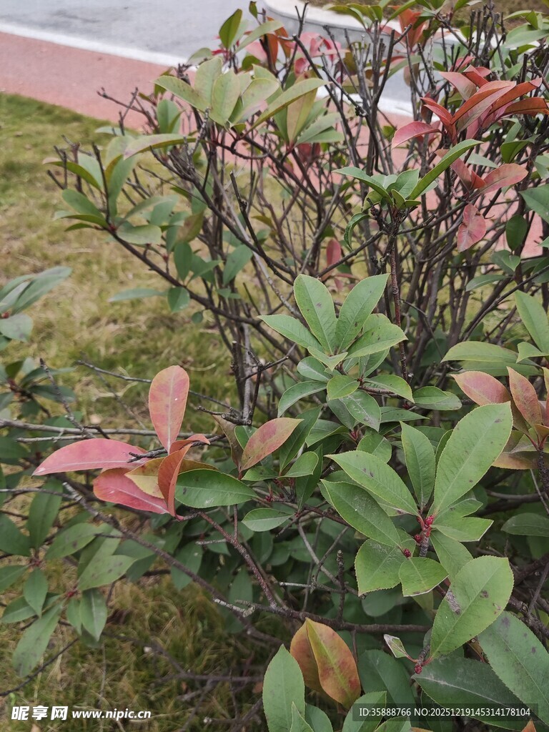 绿叶红边的繁茂植物