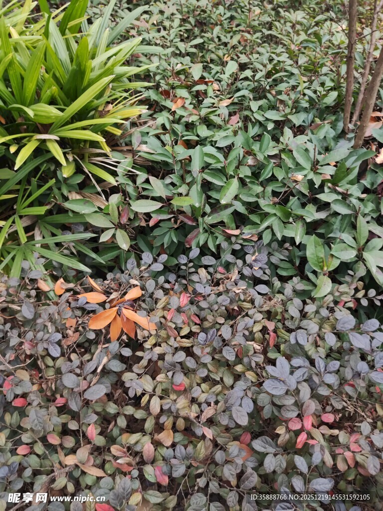 多彩植物景观