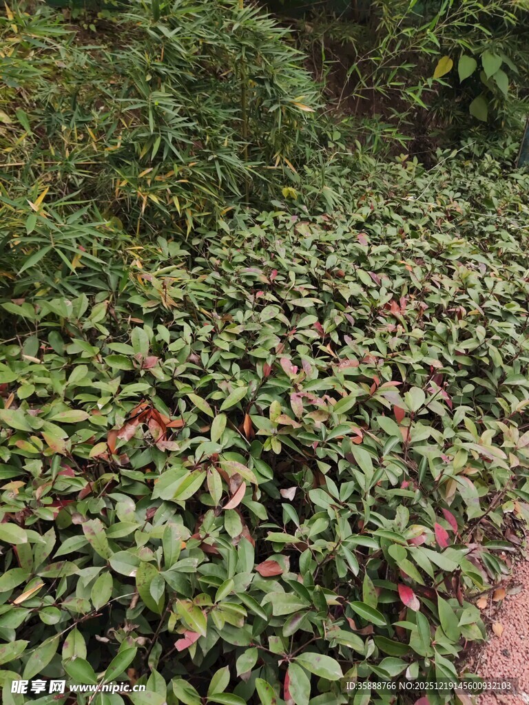 绿叶繁茂的植物景观
