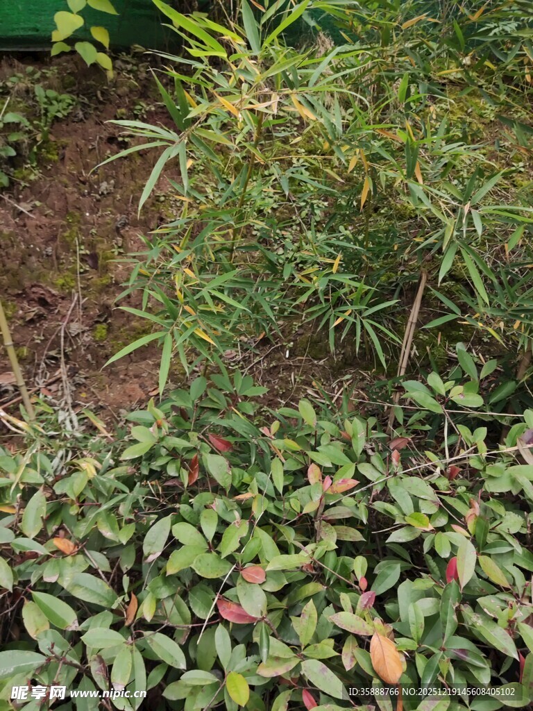 繁茂绿植景观