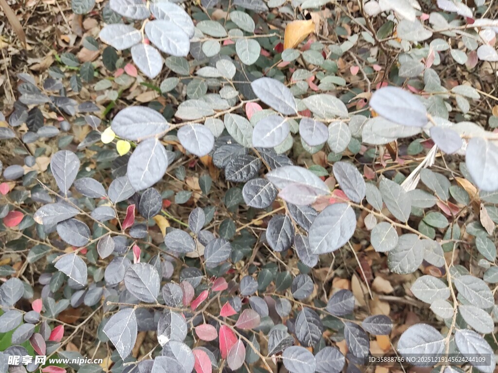 多彩叶片植物特写
