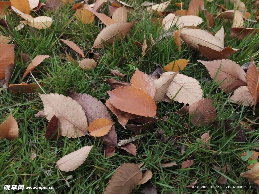 草地上的缤纷落叶