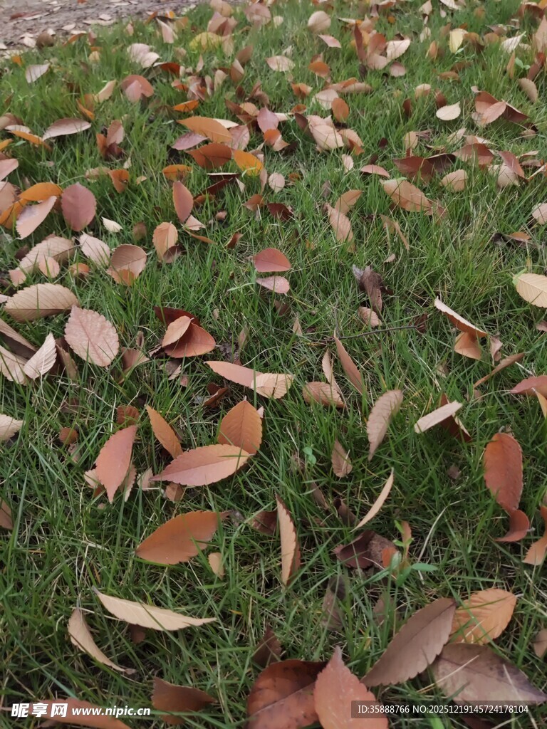 草地上的缤纷落叶