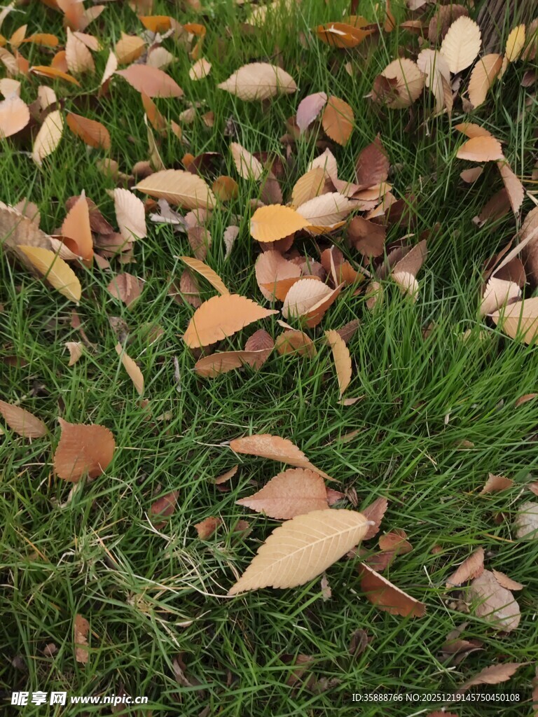草地上的缤纷落叶