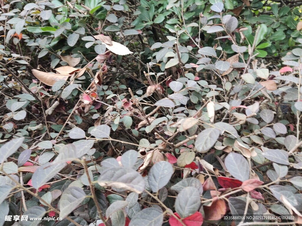 地面上的多彩落叶景象