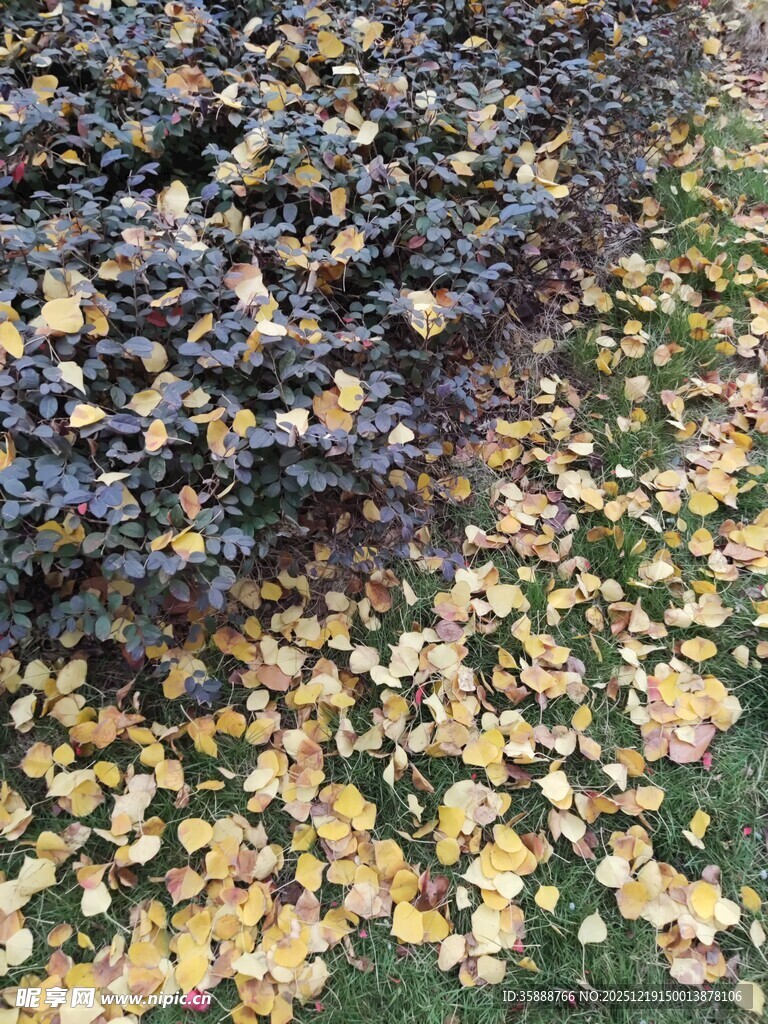 落叶铺地的秋日美景