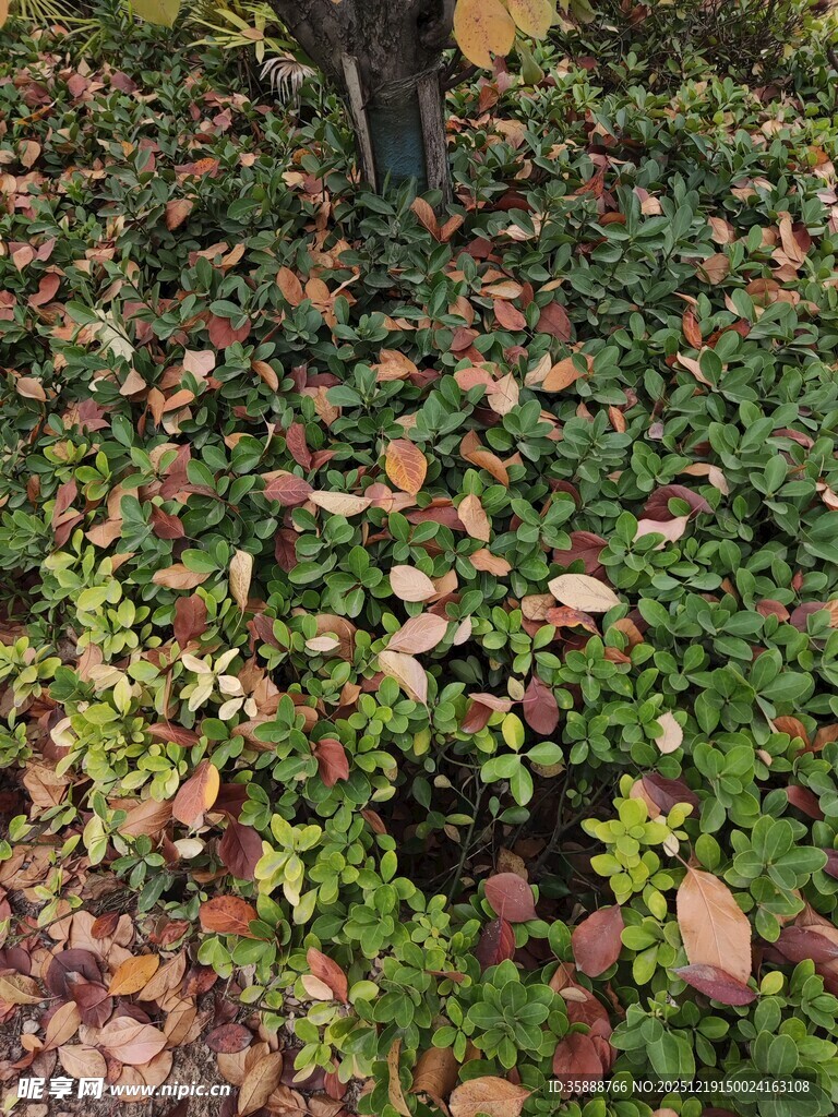 树下繁茂绿植与落叶景象