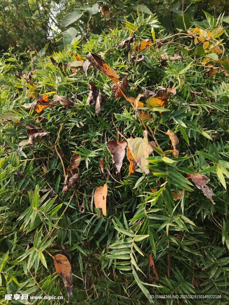 繁茂绿植多彩叶片景观