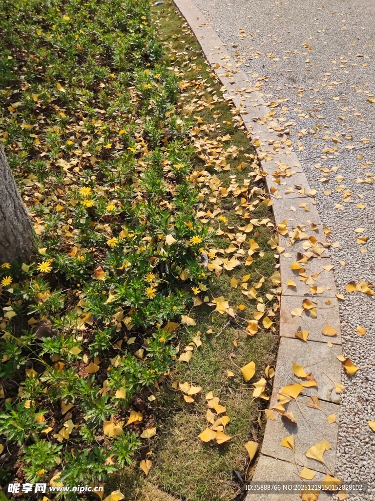 路边落叶与绿植的秋日景致