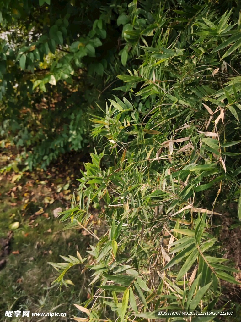 翠绿繁茂的植物景观