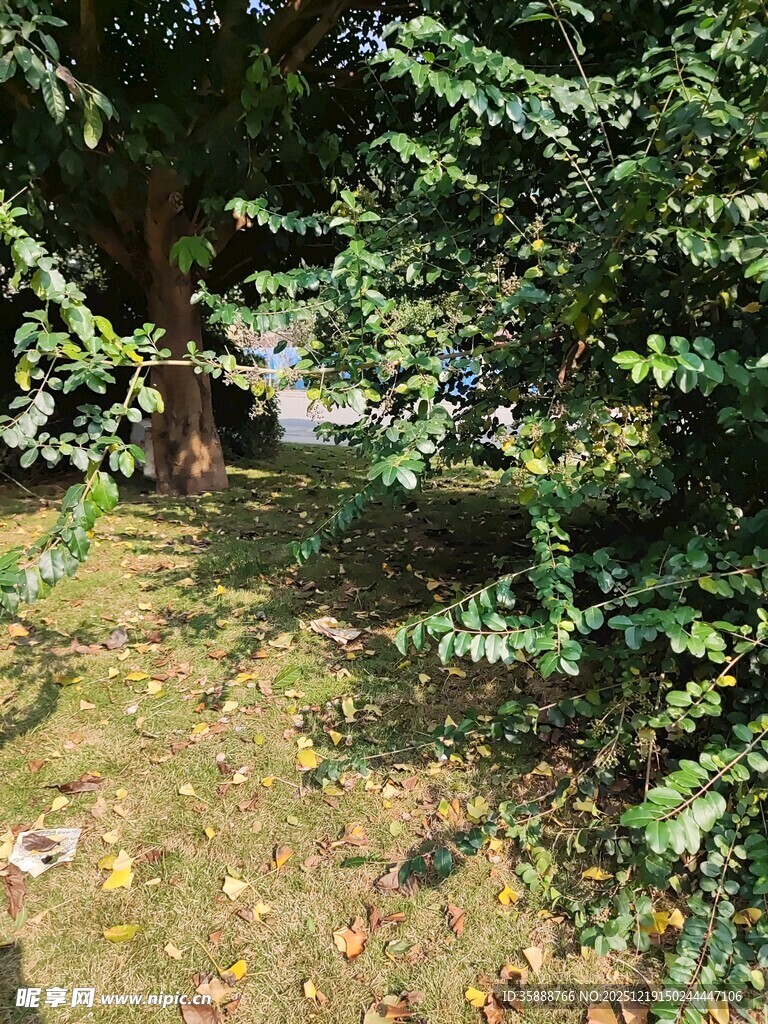 林间绿意盎然的自然景致