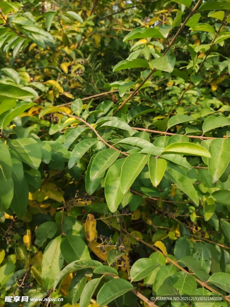 茂密绿叶植物景观