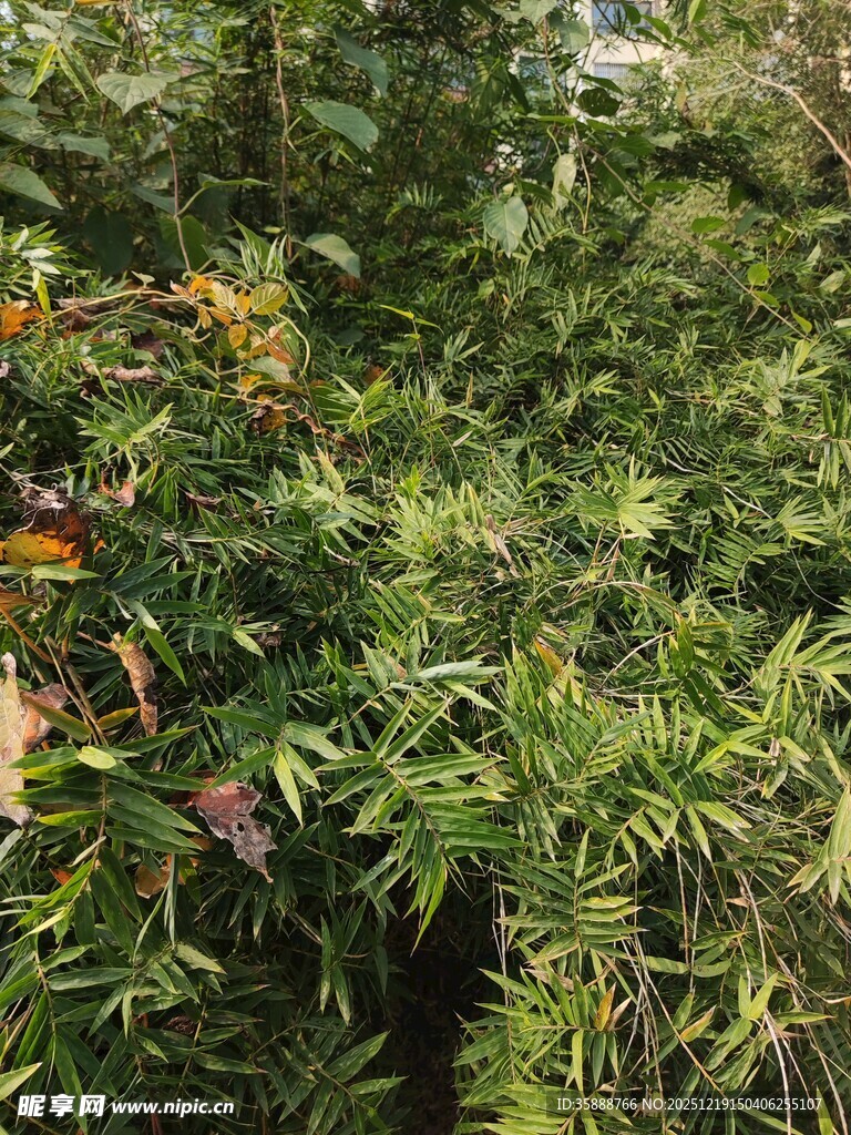 茂密丛林中的多样绿植