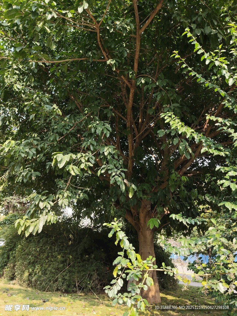 茂盛大树展现自然生机