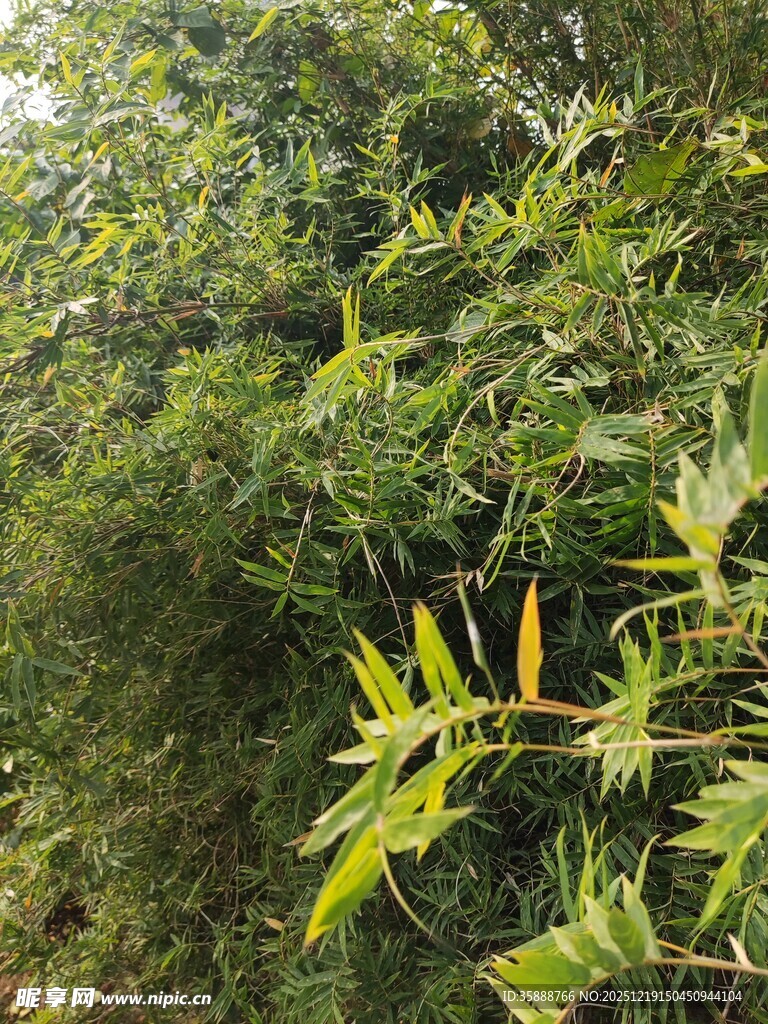 茂密绿植中的清新叶片