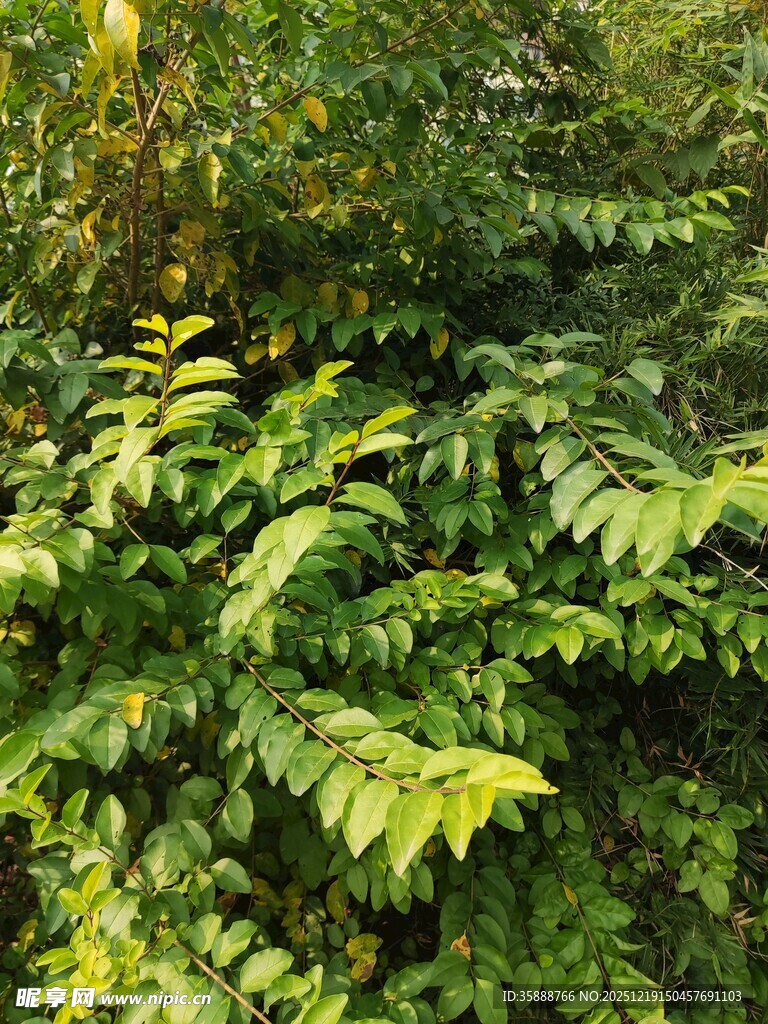 茂密翠绿的植物枝叶