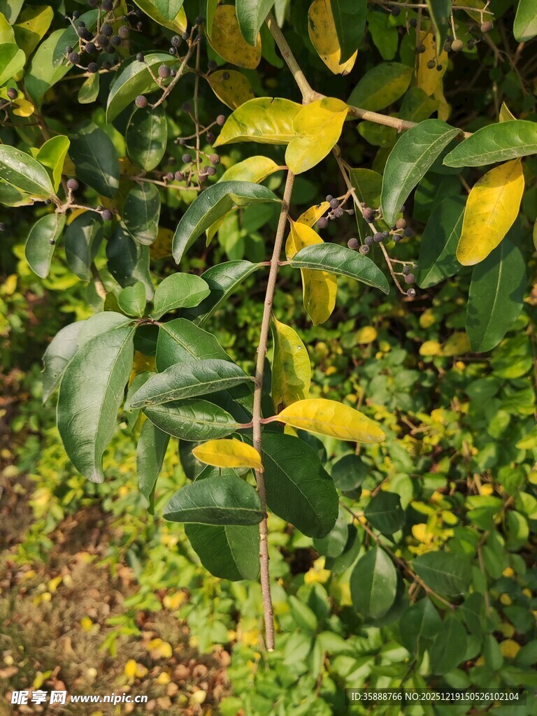 绿叶间的黄色叶片特写