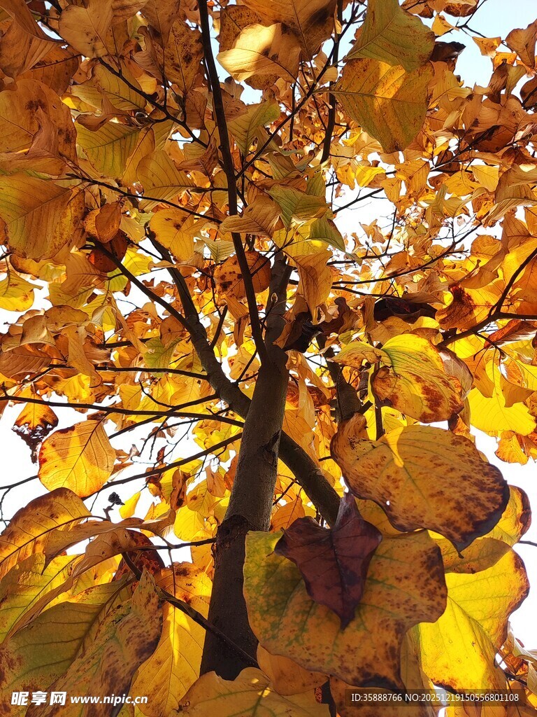 秋日金黄树叶的树枝特写