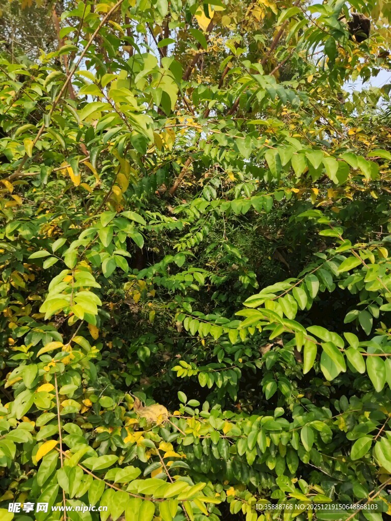 翠绿繁茂的植物枝叶