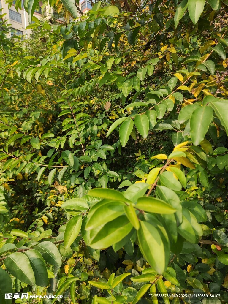 繁茂绿植展现自然生机