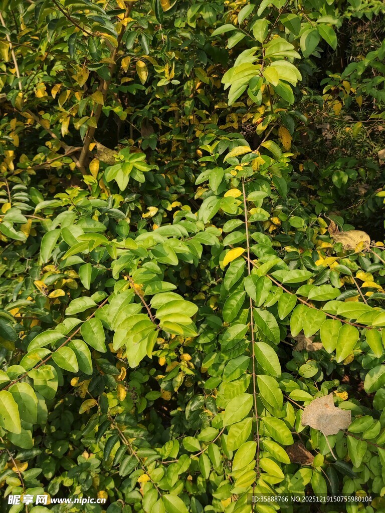 翠绿繁茂的植物枝叶