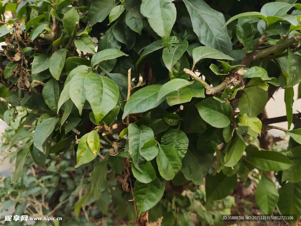 绿叶繁茂的植物景象