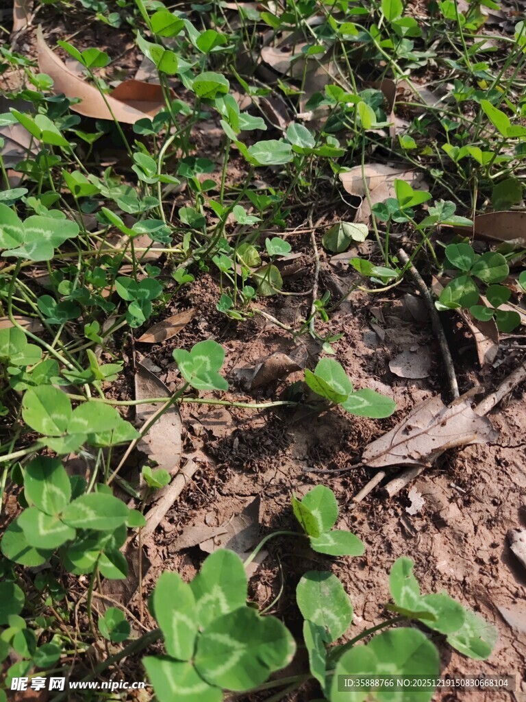 地面生长的绿色植物