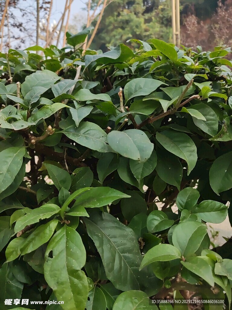 绿叶繁茂的植物景观