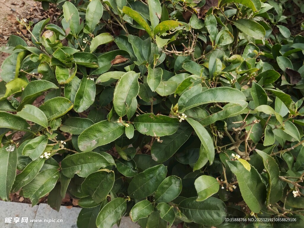 绿叶繁茂的植物景观