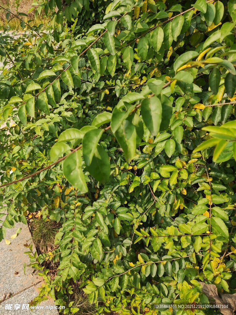 翠绿繁茂的植物景观