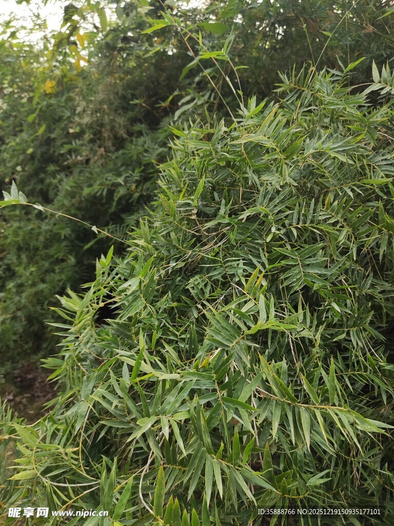 茂密绿植景观