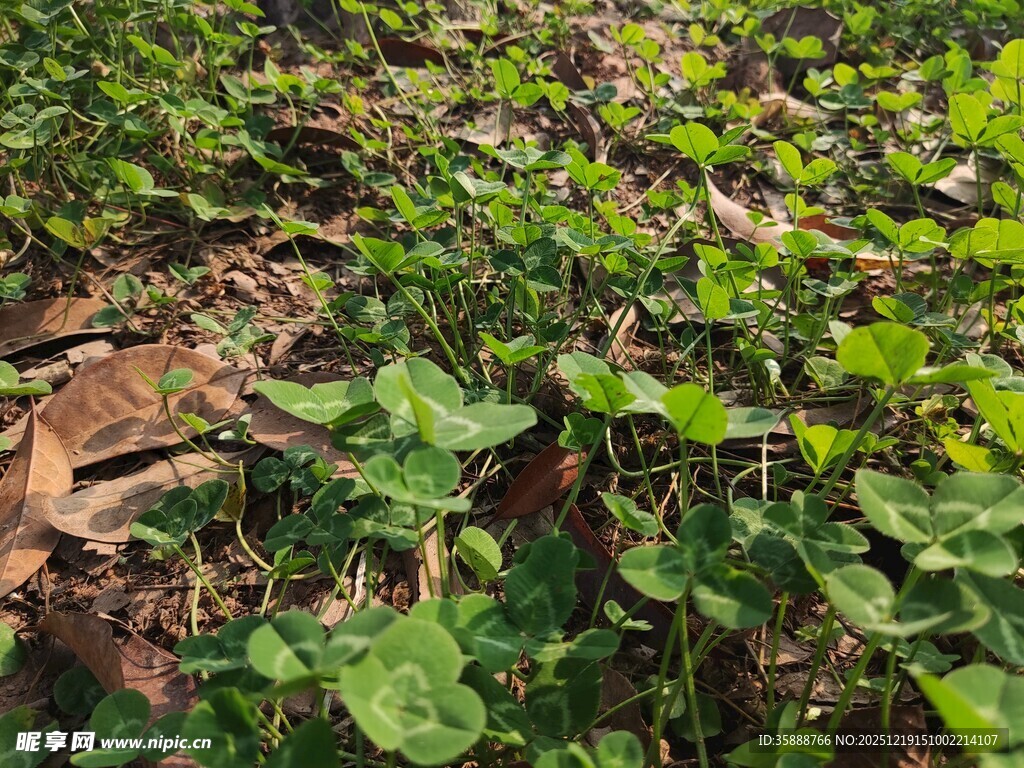 绿叶繁茂的植物景观