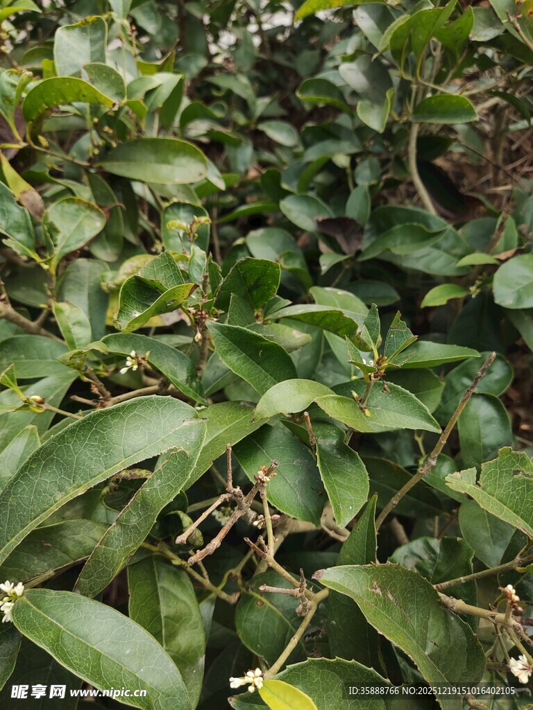 绿叶繁茂的植物景象