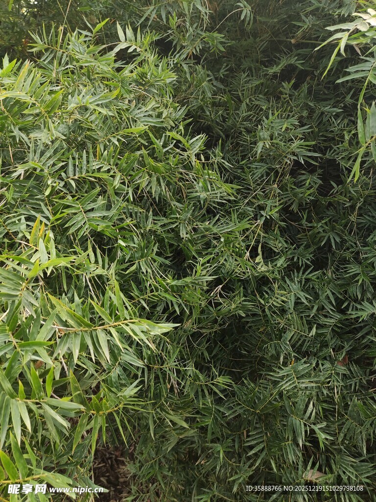 茂密绿植景观